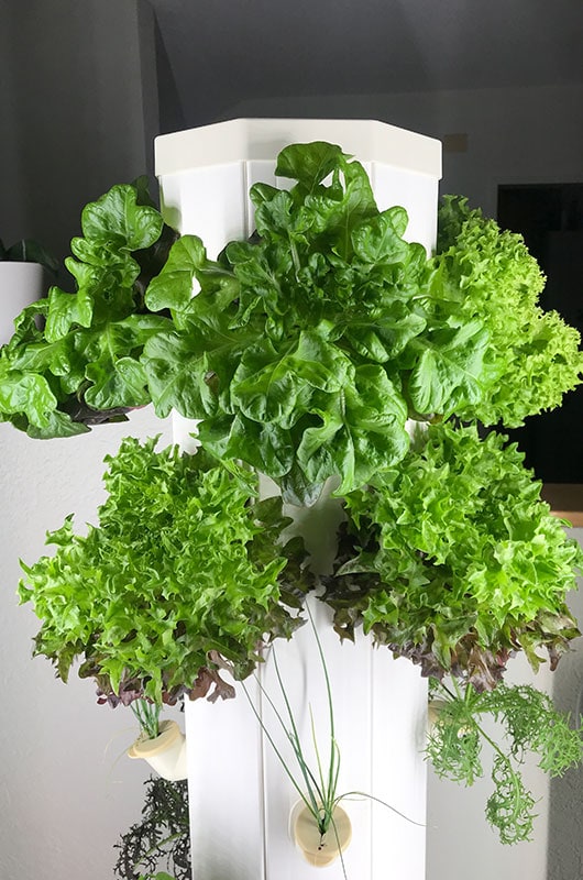 Farmii-der-Gemüseturm-Salat-grün